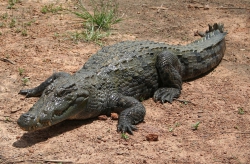 Crocodile Wars