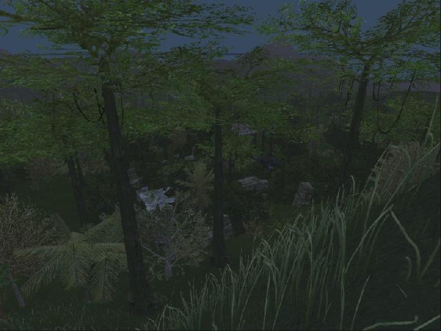 Rain Forest